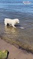 Beachside SHOCKER! Dog Hilariously Freaks Out Over Fish