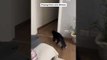 Cat Plays Fetch With Owner