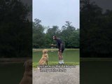 Golden Retriever Pushes Owner Into Pond