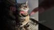 Cat Reacts to Owner Meowing at Her