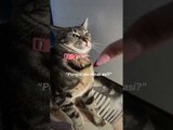 Cat Reacts to Owner Meowing at Her