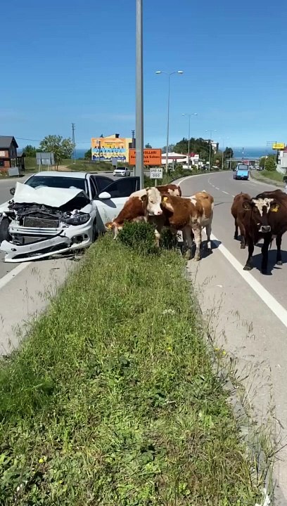 Sinop il merkezinde yola atlayan inekler kazaya sebep oldu