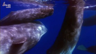 Scientists Discover Sperm Whale Clicking Is Actually Sophisticated ‘Phonetic Alphabet’