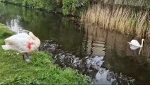 Injured swan on Leeds Liverpool Canal in Burnley