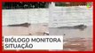 Vídeo flagra jacaré nas ruas de Porto Alegre após enchente