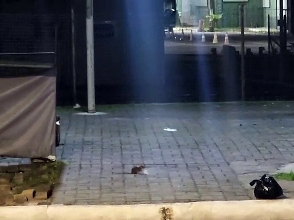 Ratos tomam conta de praça em Simões Filho e moradores cobram resposta da Prefeitura: “É coisa de louco” 