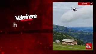 İsviçre'de veterinere helikopter ile götürülen inek