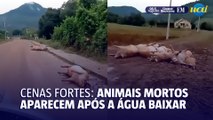 Rio grande do Sul - Animais mortos encontrados após a água abaixar