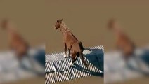 Cavalo fica ilhado em cima do telhado de uma casa em Canoas, RS