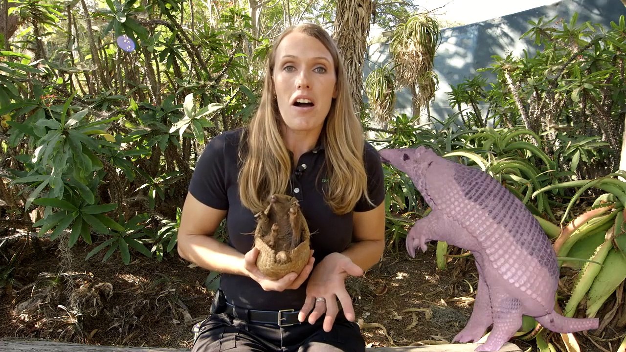 Two Armadillos With a Very Special Job!