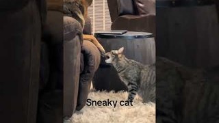 Cat Tries to Annoy German Shepherd by Biting Their Toes