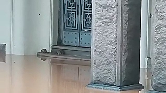 Registros da enchente no centro histórico de Porto Alegre flagram ratos e baratas vindo das águas do esgoto