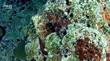 When Overbearing Males Bother Lady Octopuses, They Throw Objects at Them