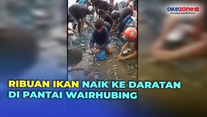Warga Beramai-Ramai Panen Ribuan Ikan yang Naik ke Daratan di Pantai Wairhubing