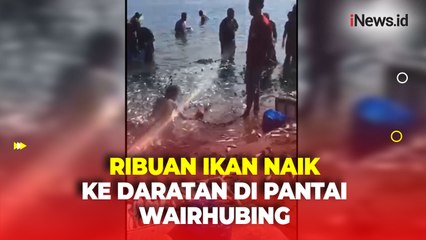 Fenomena Alam, Ribuan Ikan yang Naik ke Daratan di Pantai Wairhubing