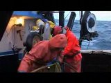 Deadliest Catch - Quick Catch 7