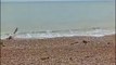 Locals spooked after 'Great White' shark spotted on West Sussex beach