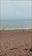 Locals spooked after 'Great White' shark spotted on West Sussex beach