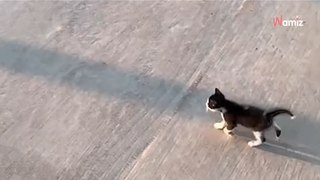 Tous les jours, ce chat suit ses petits maitres jusqu'au bus qui les emmène à l'école (Vidéo)