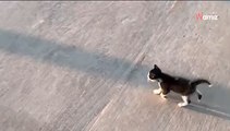Tous les jours, ce chat suit ses petits maitres jusqu'au bus qui les emmène à l'école (Vidéo)