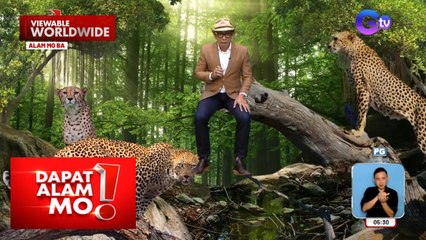 Cheetah, hindi kayang umatungal o mag-“roar” | Dapat Alam Mo!