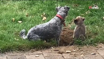 Elle observe le jeu de ses chiens : son sang ne fait qu'un tour en découvrant le sort réservé au chiot (vidéo)