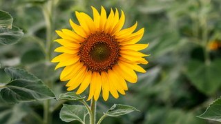 10 Best Companion Plants For Sunflowers (Plus, 3 To Avoid!)