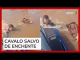 Vice-prefeito de cidade gaúcha ajuda a resgatar cavalo de enchente em Canoas (RS)