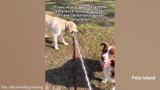Funniest DOGS PLAYING in Mud - FUNNY DOG VIDEOS