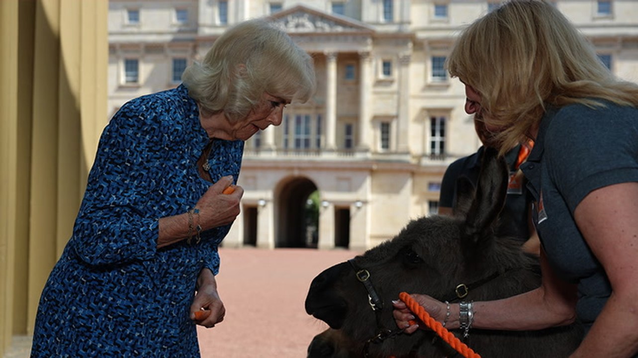 Queen Camilla feeds donkeys and horses at Buckingham Palace reception