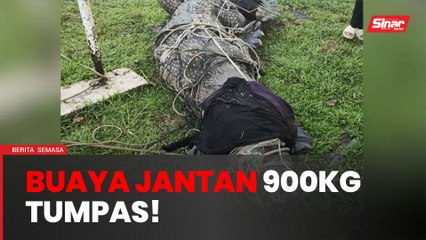 Lebih tiga jam tangkap buaya tembaga 900kg