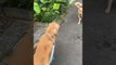Golden Retriever Jumps Excitedly After Meeting Shy Dog During Afternoon Walk