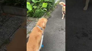 Golden Retriever Jumps Excitedly After Meeting Shy Dog During Afternoon Walk