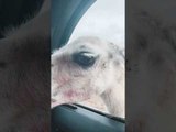 Llama Spits Inside Car When Family Offers Food to It