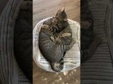 Cat Snuggles With Each Other While Sleeping Together