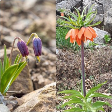 Ters laleler ile baskilensis koruma altında: Koparana yarım milyon ceza!