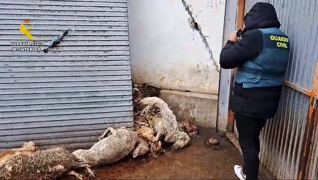 Investigado un ganadero de ovino de Renedo por el “abandono” de los animales