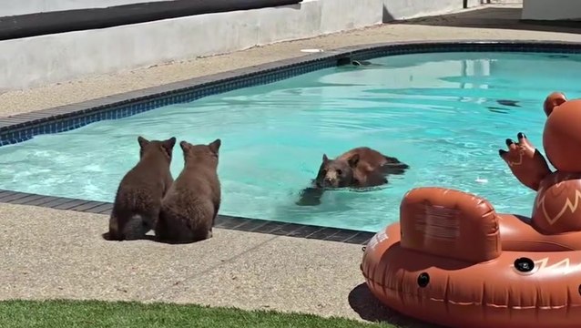 Mother bear shows cubs how to swim in California pool as resident watches on