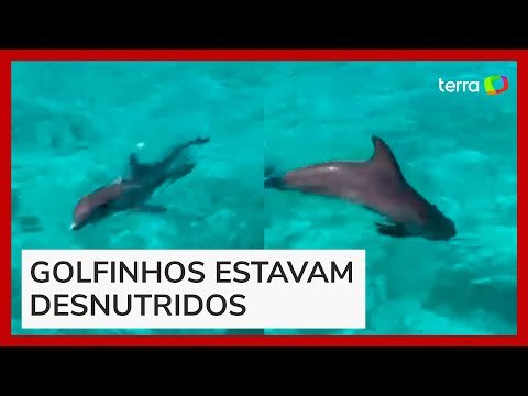 Golfinhos são encontrados abandonados em resort de luxo nas Bahamas; veja vídeo