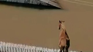 Horse stuck on rooftop in Brazil floods