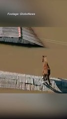 Horse stuck on rooftop in Brazil floods