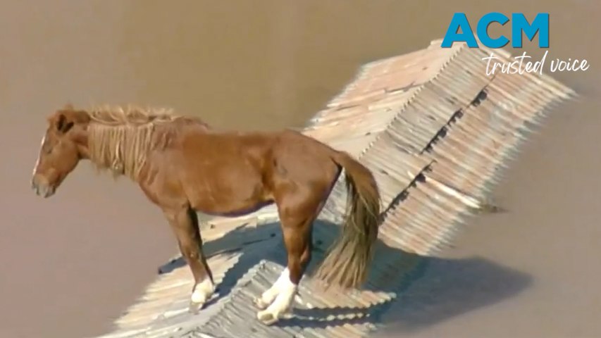 Helicopter footage captures the moment a horse was left stranded on a rooftop during the dramatic floods in Canoas, Brazil.