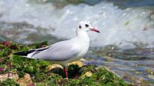 The Black-Headed Gull: Close Up HD Footage (Chroicocephalus ridibundus)