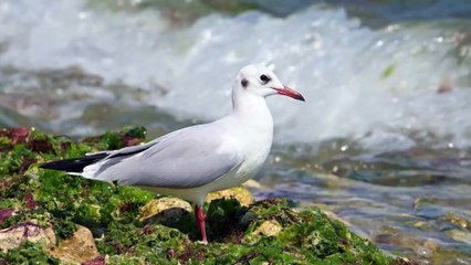 The Black-Headed Gull: Close Up HD Footage (Chroicocephalus ridibundus)