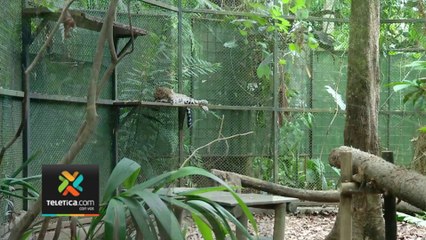 tn7-autoridades-ya-saben-dónde-trasladar-los-animales-del-zoológico-Simón-Bolívar-080524