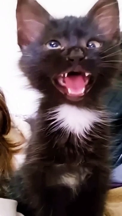 Aaaaa! #reels #rek #video