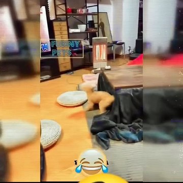 Dogs Funny Videos #dog #funny #pets #memes #animals #dogshorts #fun #shortvideo #shorts