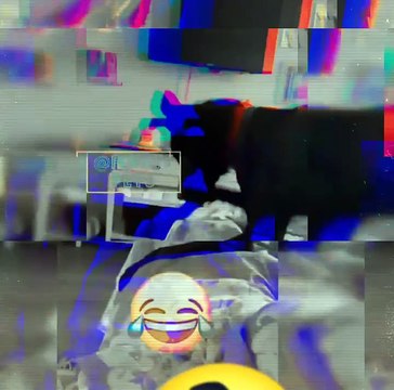 Dogs Funny Videos #dog #funny #pets #memes #animals #dogshorts #fun #shortvideo #shorts