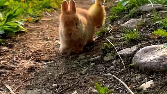 Cat or rabbit amazing video