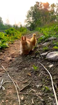 Cat or rabbit amazing video